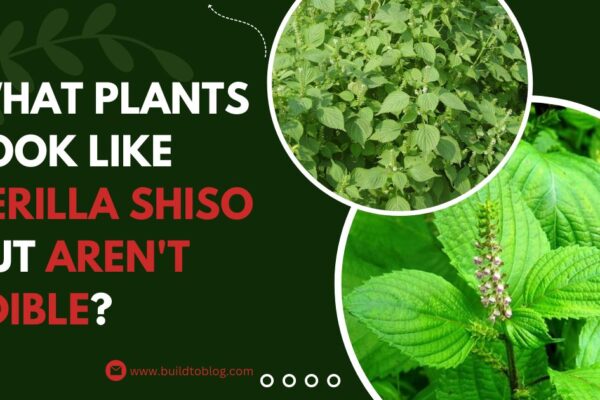 What Plants Look Like Perilla Shiso but Aren't Edible?