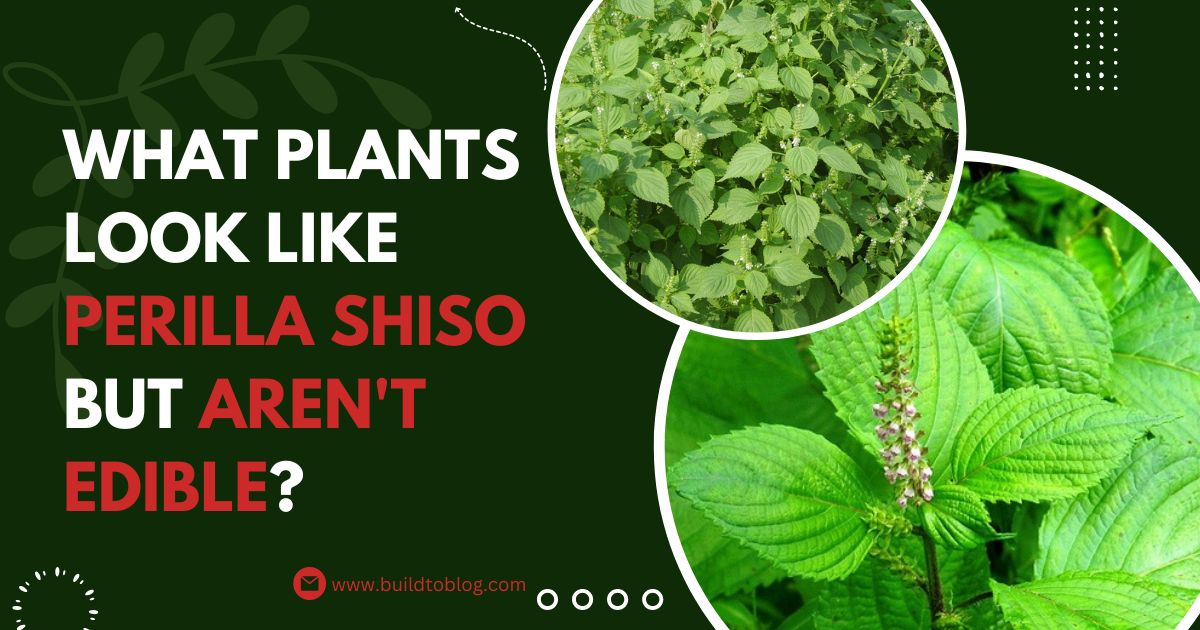 What Plants Look Like Perilla Shiso but Aren't Edible?